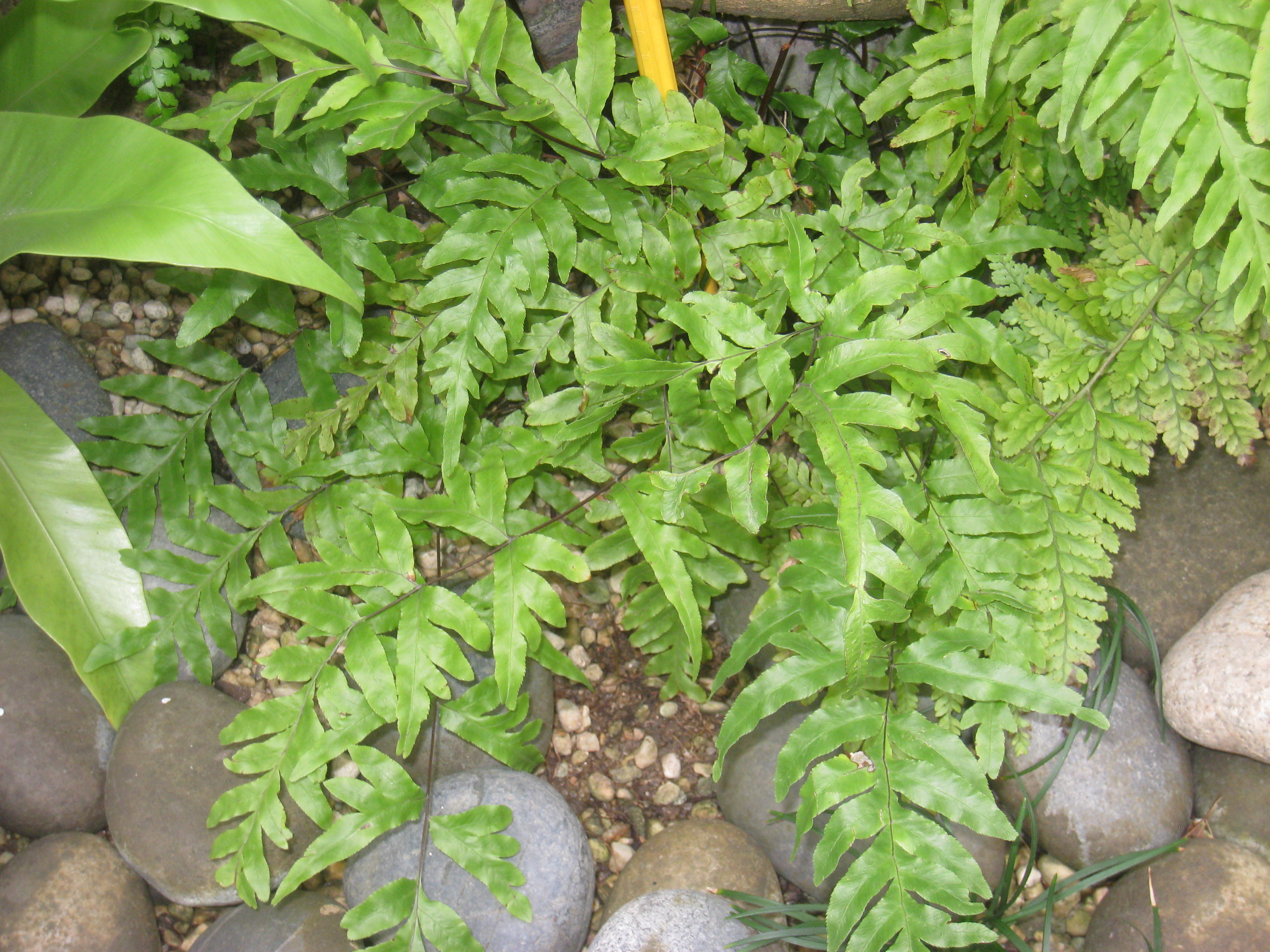 Pteris semipinnata